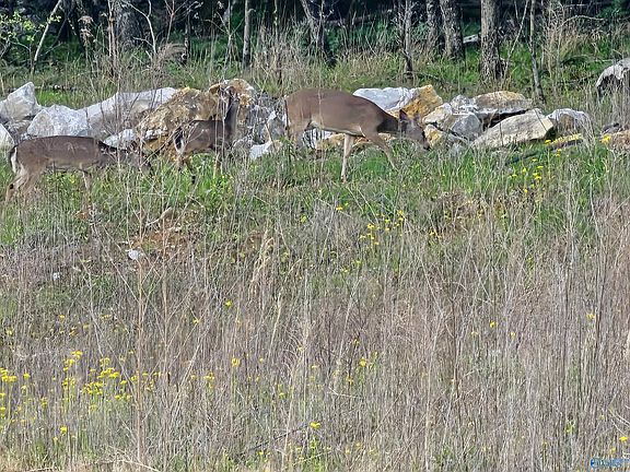 3rd image of 8098 Goose Ridge Dr