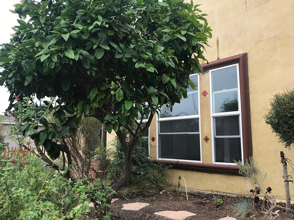 Grape Fruit tree in front garden