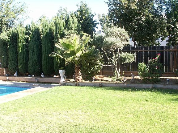 Backyard grass.