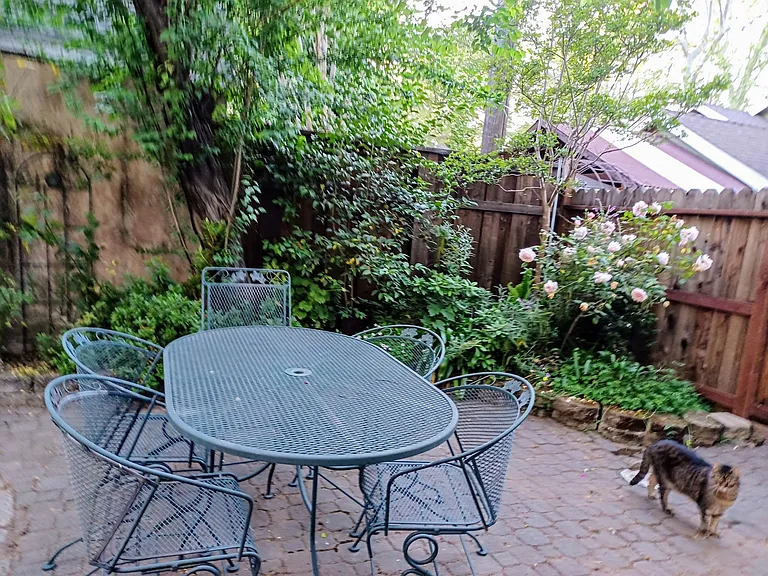 Backyard (with one of the resident cats)