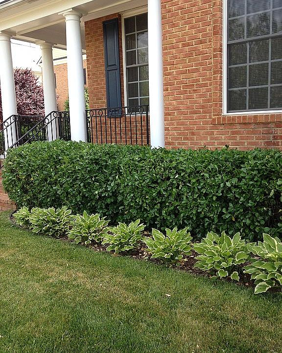 Front yard