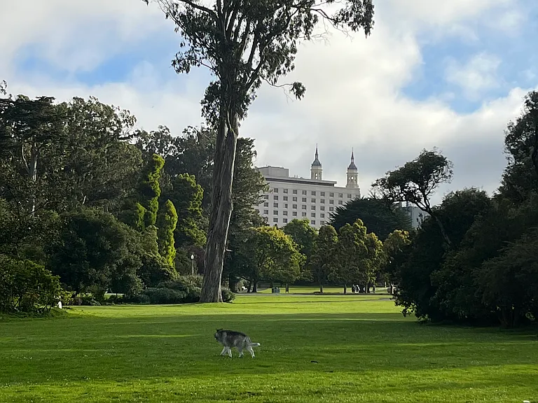 Gorgeous Robin Williams Meadow, next to Hippie Hill in Golden Gate Park (10 minute walk)