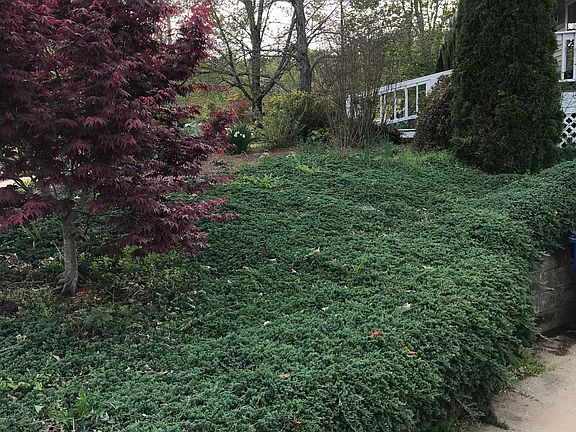 Junipers are 20 years old!  