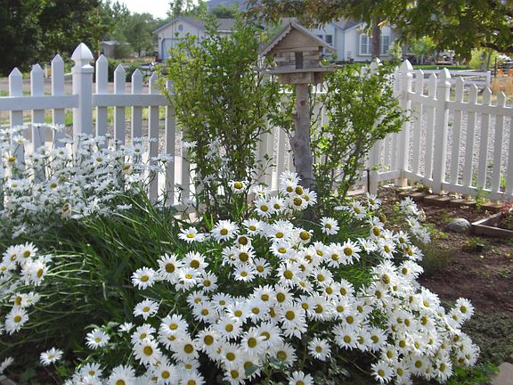 Part of the front yard