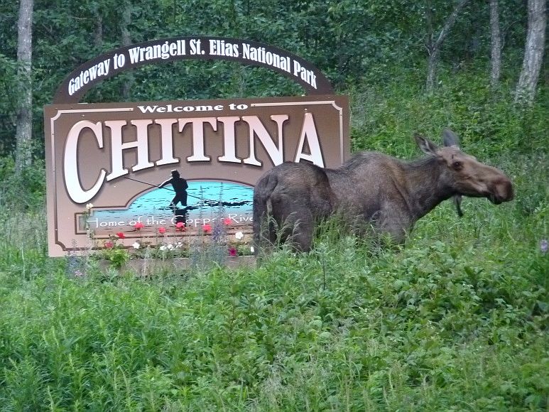 Chitina Alaska Wildlife