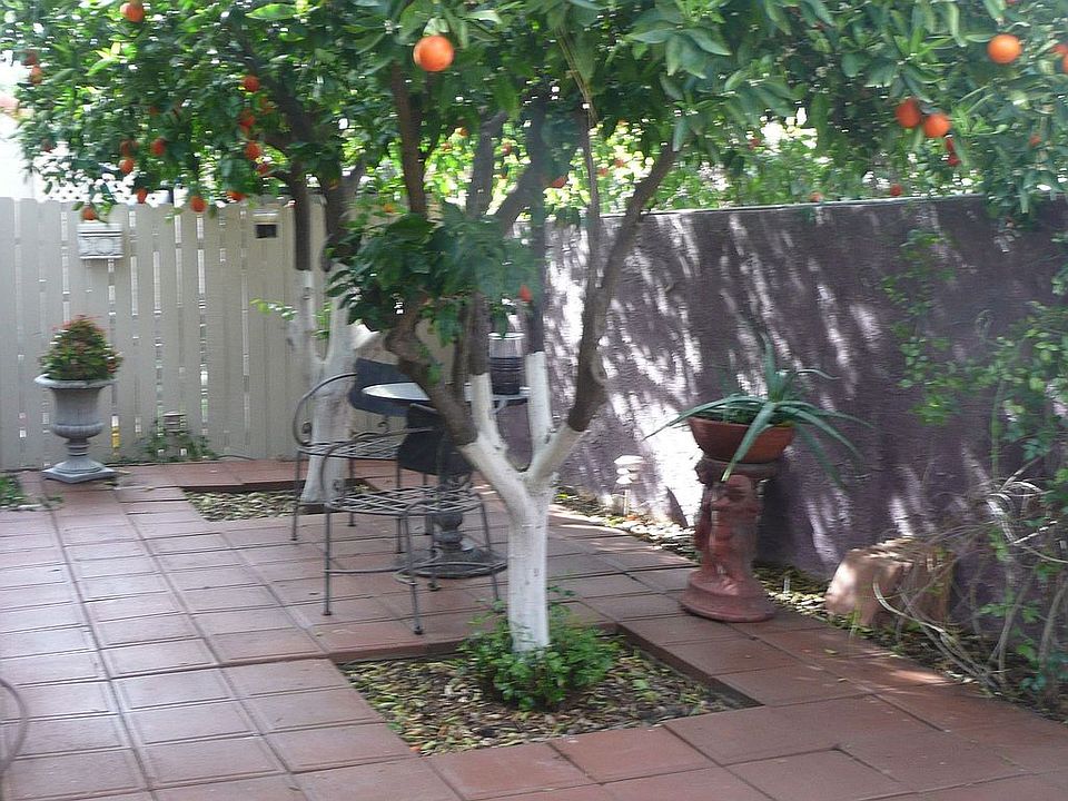 Shady Back Patio - tangelo trees