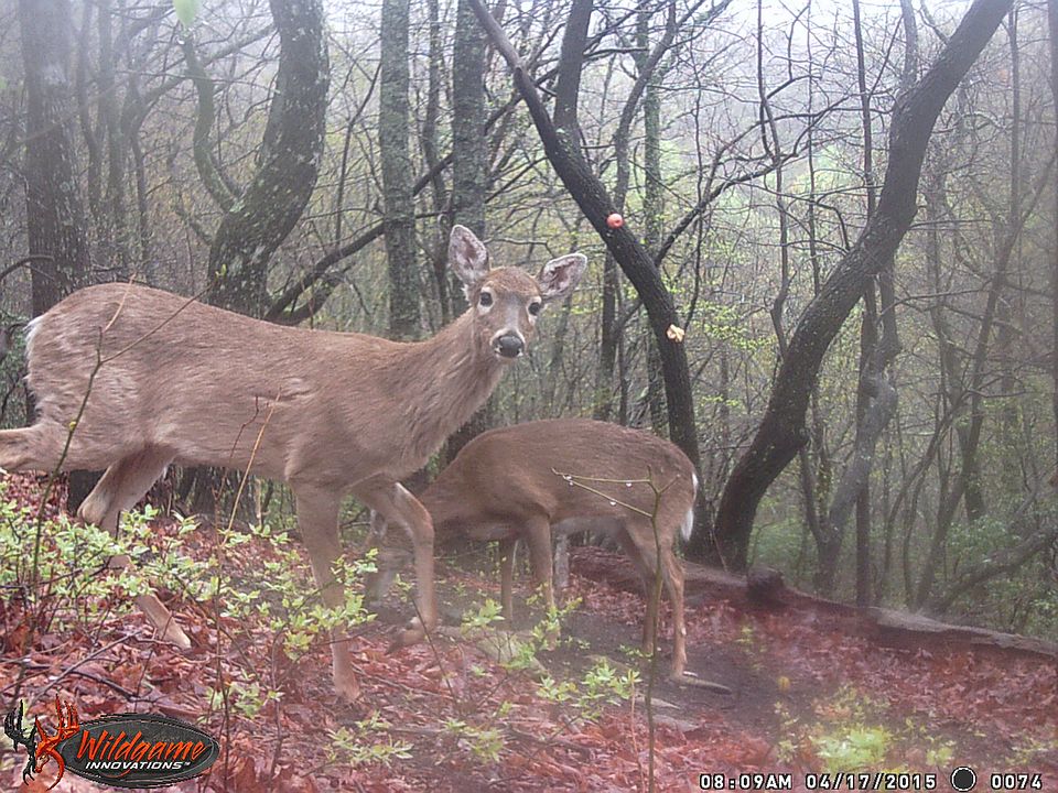 2nd image of Huckleberry Cove