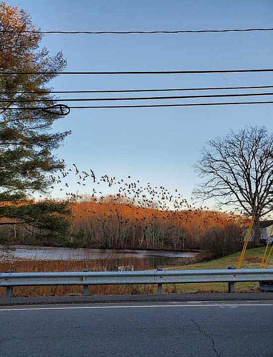 View from the front yard