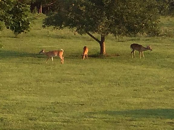 Back yard