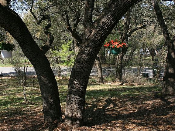 Front yard with beautiful large oak trees