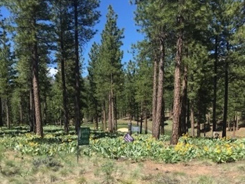 1st image of 19 Big Grizzly