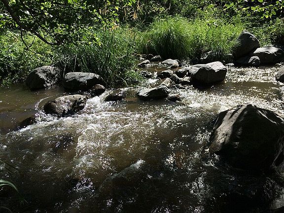 Catching trout for supper