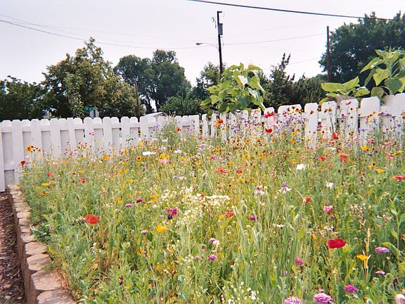 Wildflower Garden