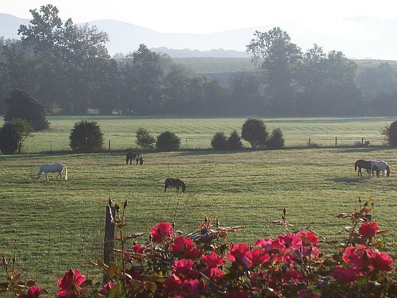 Early morning view from the upstairs bedroom.
