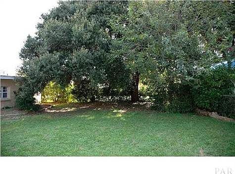 Shade tree in back yard is maybe waiting for a treehouse?