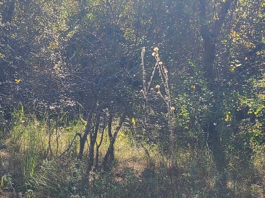 0 County Road 1158, Brashear, TX 75420 MLS 20471166 Zillow