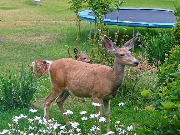 Frequent doe & fawn visits!