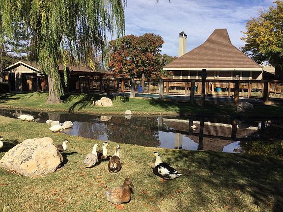 Ducks!