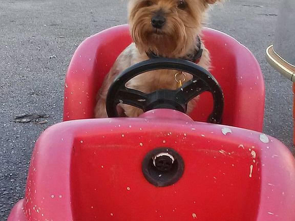 To Wilton Drive for Shopping