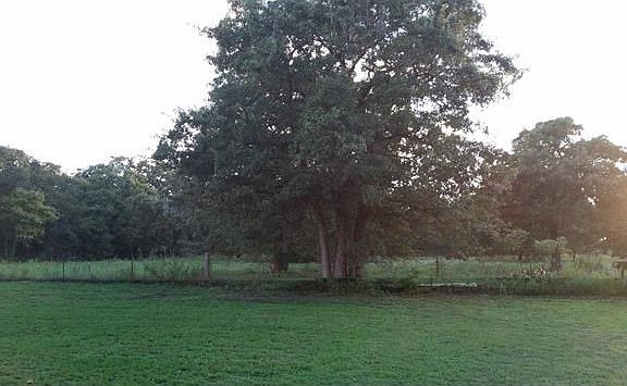 BACK VIEW CROSS FENCED