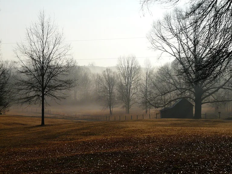 Early Morning Fog in the Creek Bottom