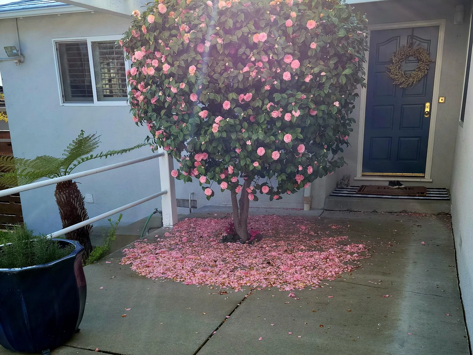 4 bed, 1715 sqft, $5,300 — Photo 3