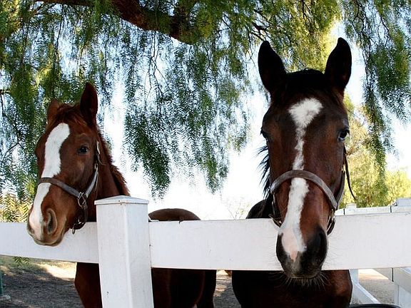 Excellent Horse Facility