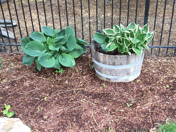 Several kinds of hostas