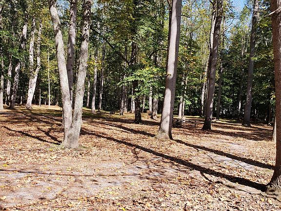 3rd image of Honey Locust