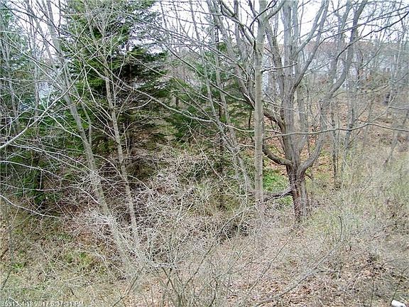 View of woods from the deck.