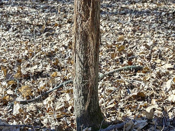 5th image of E17497 Gross Valley Lane