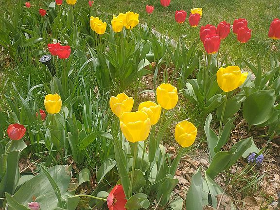 Tulips everywhere