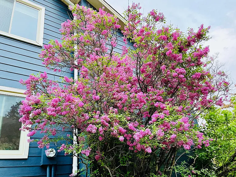 Two big lilac tree by the south windows (main floor office room+second floor blue room). Sitting in the office during May will have you astonished on the full-screen flowers view with lilac right out of office window and crap apple tree florals covering t