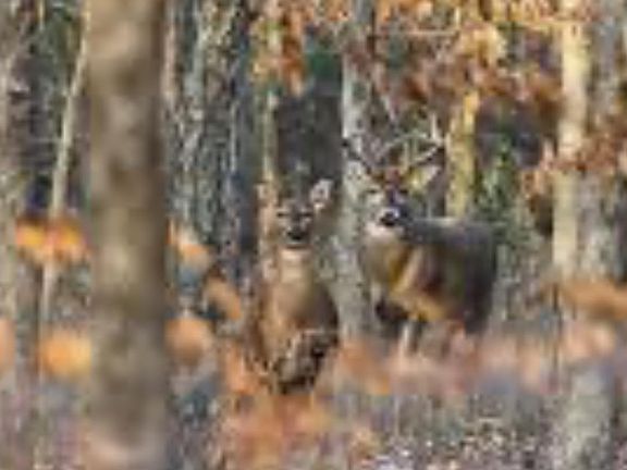 5th image of C Sw Jesses Trl