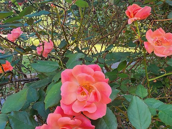 3rd image of 8536 Pine Mountain Rd