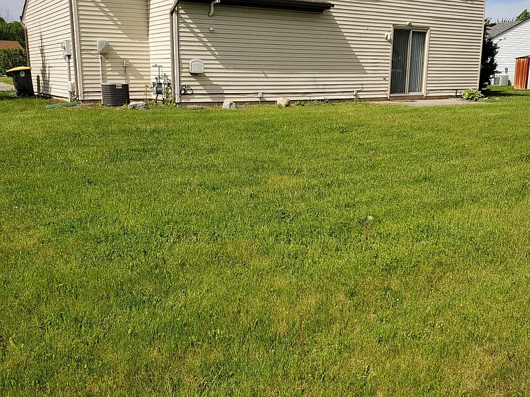 Back yard