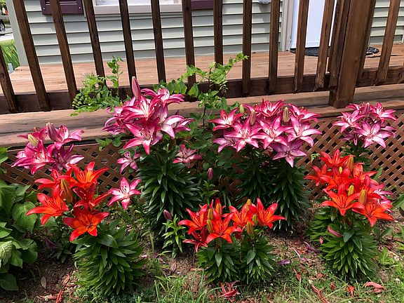 Blooming Lilies