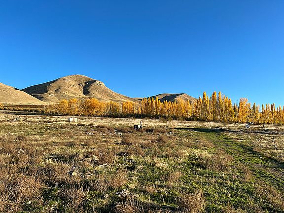 Poplar lined Apple orchards