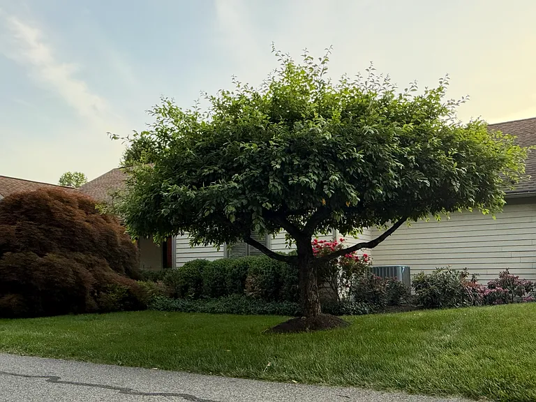 Beautiful landscaping