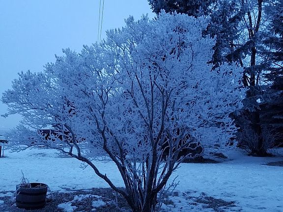 snowy tree in front yard