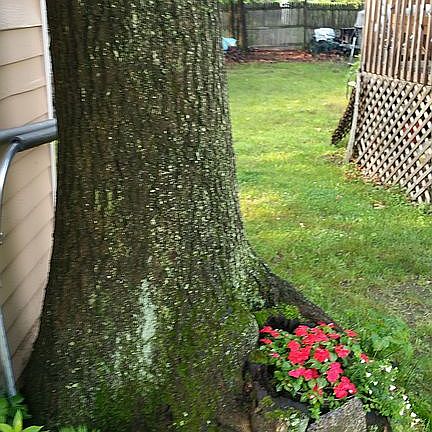 back yard with mature trees 