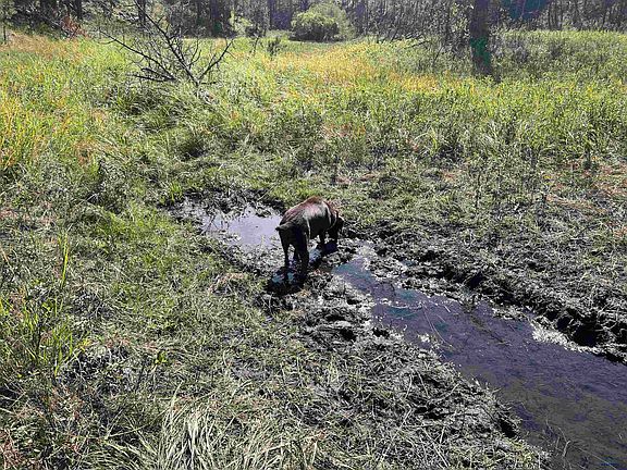 3rd image of 25919 Flynn Creek Rd