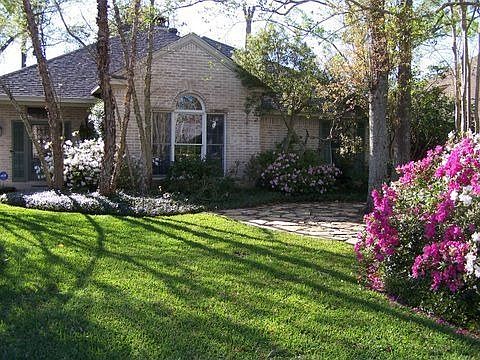 Azaleas in Bloom