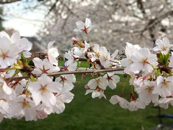 We love our beautiful flowering trees. In the spring new flowers pop up all season.