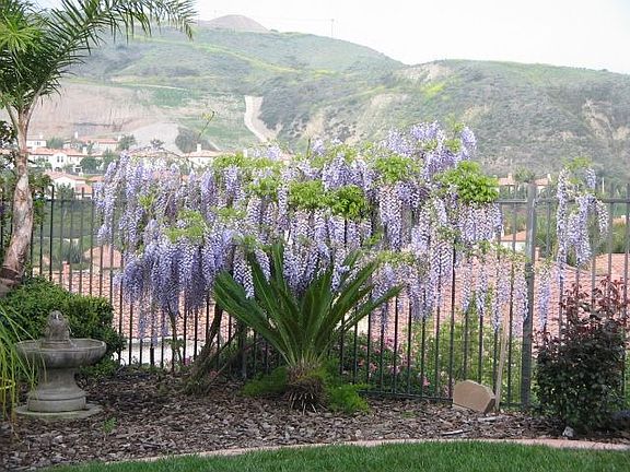 Wisteria on rear fence