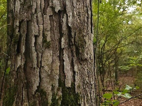 5th image of Sand Rd