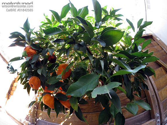 Citrus Tree in Patio Yard