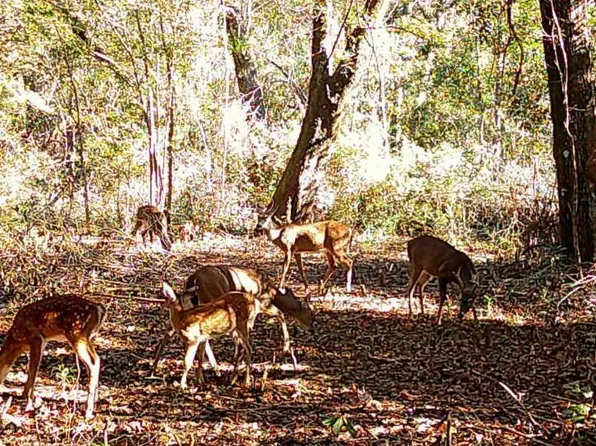 15920 E Wortham Rd, Saucier, MS 39574