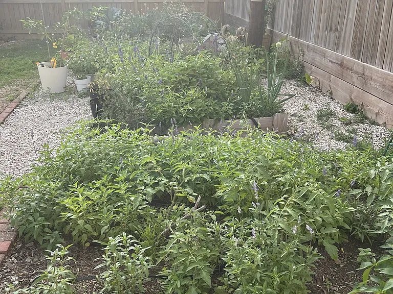 4 raised garden beds and additional ground plot of flowers and vegetables