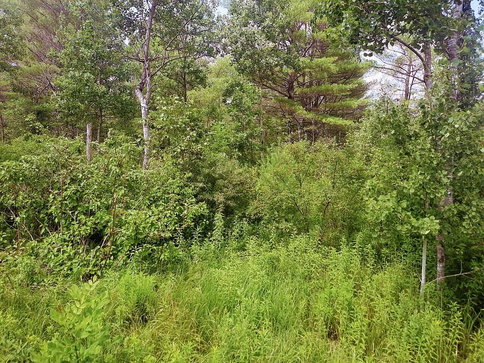2nd image of TBD Cony Road